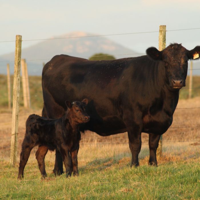 runderras aberdeen angus steak