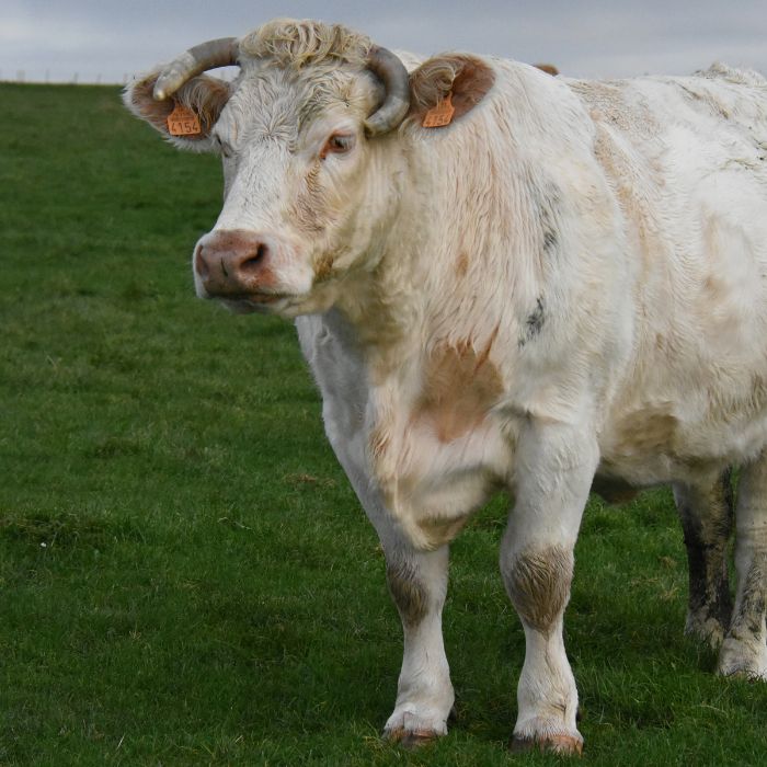 blonde d'aquitaine runderras steak