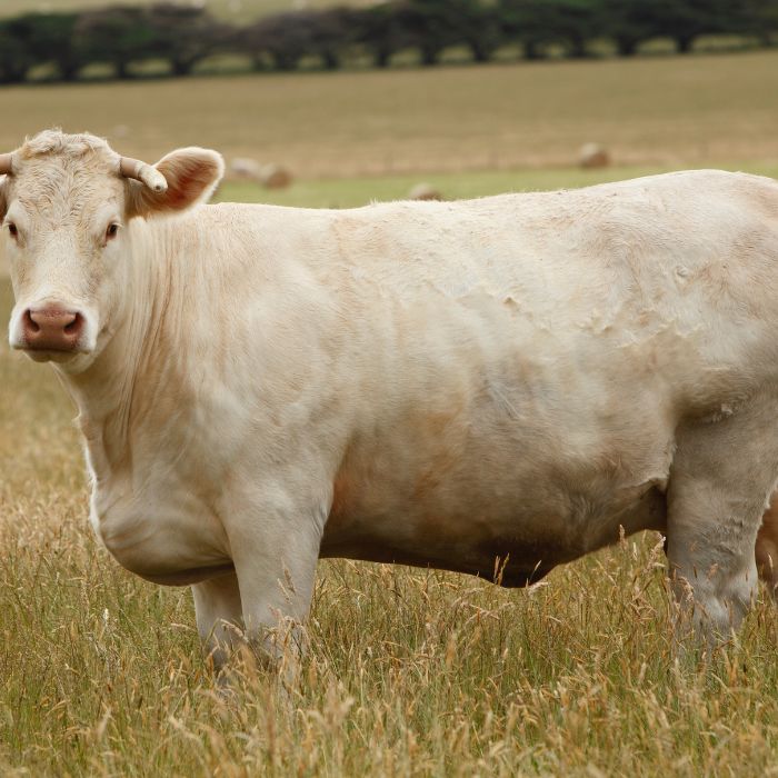 charolais runderras steak