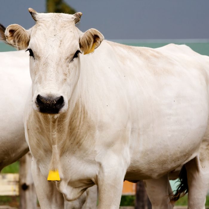 chianina runderras steak