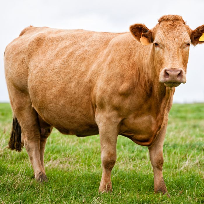 limousin runderras steak