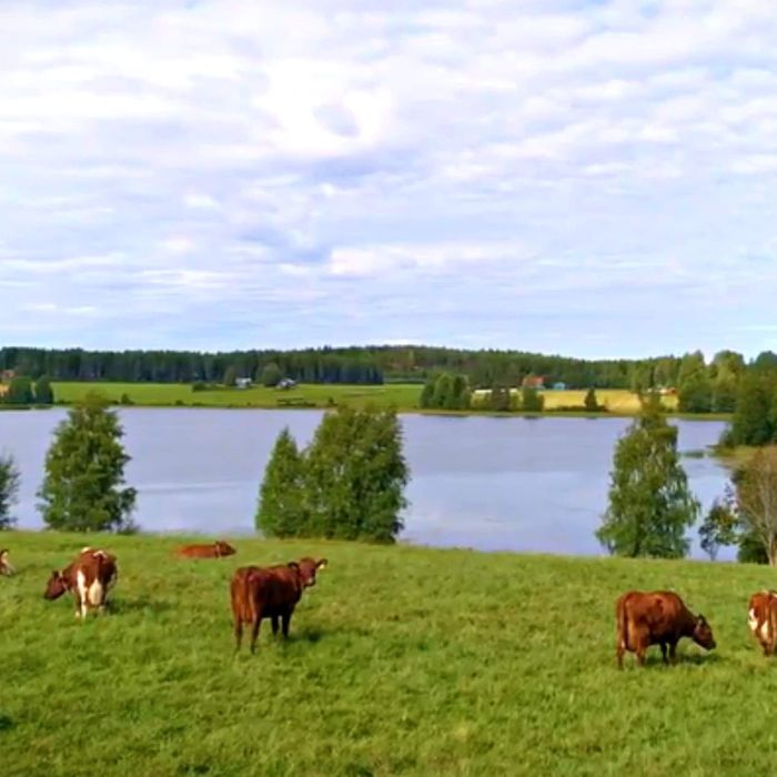 sashi vlees steak runderen