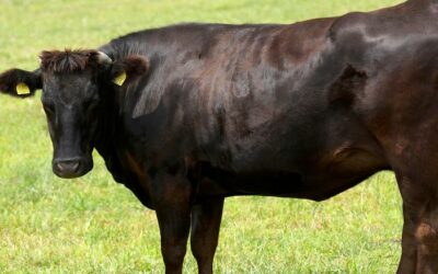 Smaakverschillen van steak tussen verschillende runderrassen