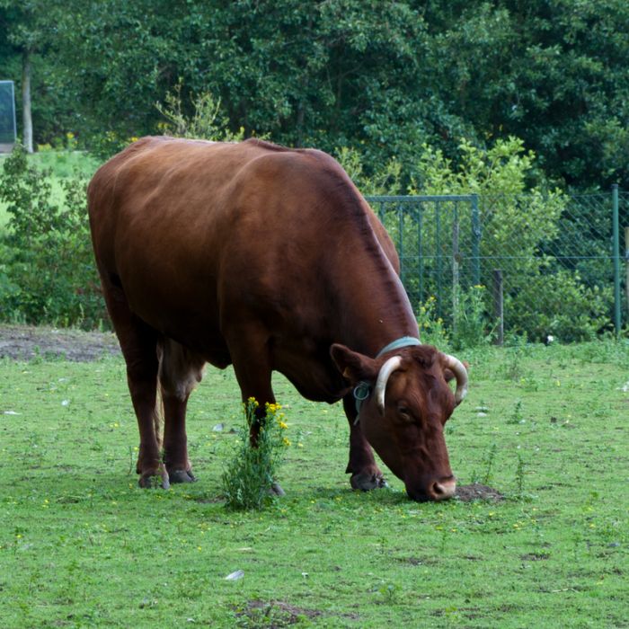 west-vlaams rood runderras